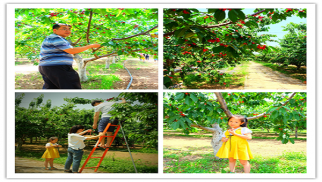 中景裝飾公司舉辦2017年職工戶外拓展、采摘活動(dòng)